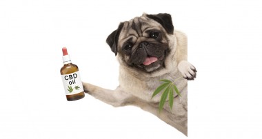 All the right benefits of using CBD oil for pets!