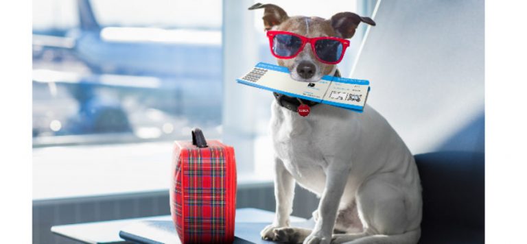 Going on Holiday? What do You Do With Your Pet?