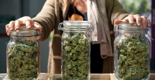 Why It Is Important to Select the Best Weed Delivery Winnipeg
