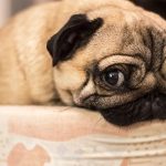 Dogs Display Puppy Eyes in These 10 Situations