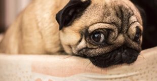Dogs Display Puppy Eyes in These 10 Situations
