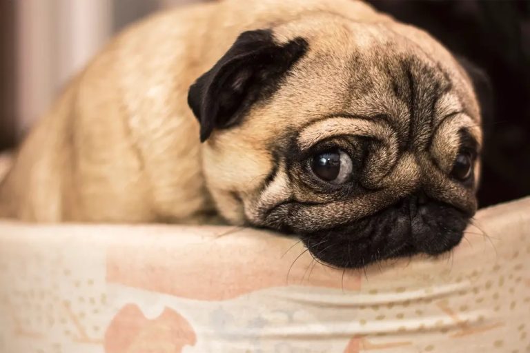 Dogs Display Puppy Eyes in These 10 Situations