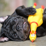 The Ultimate Guide to Automated Pet Toys for Dogs and Cats