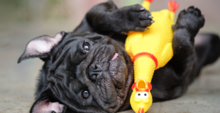 The Ultimate Guide to Automated Pet Toys for Dogs and Cats