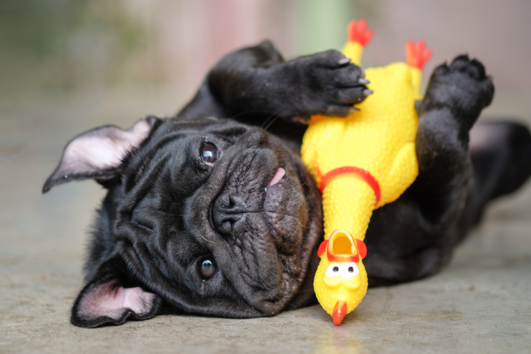 The Ultimate Guide to Automated Pet Toys for Dogs and Cats