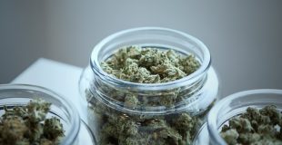 Close-up of jars filled with premium cannabis buds